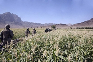 Soldiers walking through a wheat field in Afghanistan Soldiers walking through a wheat field in Afghanistan