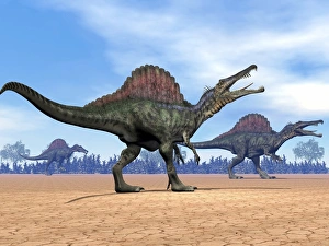 Three Spinosaurus dinosaurs walking in the desert