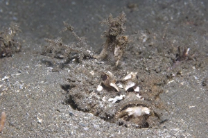 Spiny devilfish camouflaged on the ocean floor, Papua New Guinea Spiny devilfish camouflaged on the ocean floor, Papua New Guinea