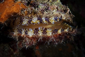 Related Images Gallery: Sponge encrusted Oyster filters water to feed