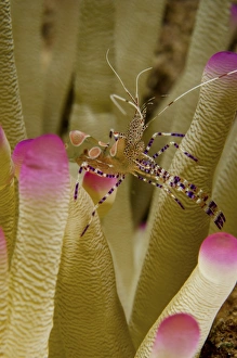 Spotted cleaner shrimp on pink tipped anemone in Curacao Spotted cleaner shrimp on pink tipped anemone in Curacao