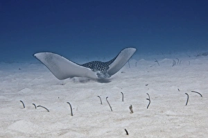 Spotted Eagle Ray swims along the ocean floor with garden eels protruding from sand Spotted Eagle Ray swims along the ocean floor with garden eels protruding from sand