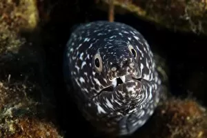 Related Images Gallery: Spotted Moray Eel in its hole