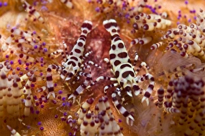 Spotted Periclimenes colemani shrimp on fire coral Spotted Periclimenes colemani shrimp on fire coral