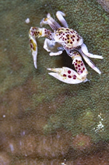 Spotted porcelain crab feeding on plankton, Solomon Islands