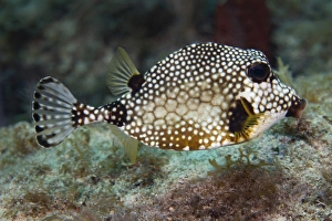 A Spotted Trunkfish, Key Largo, Florida A Spotted Trunkfish, Key Largo, Florida