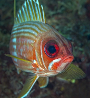 A squirrelfish turns and looks close into the camera off the coast of Key Largo, Florida A squirrelfish turns and looks close into the camera off the coast of Key Largo, Florida
