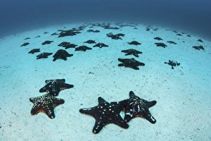 Starfish cover the sandy seafloor near Cocos Island, Costa Rica Starfish cover the sandy seafloor near Cocos Island, Costa Rica
