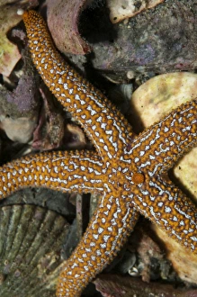 Starfish lying on sea floor amid shells in Atlantic Ocean Starfish lying on sea floor amid shells in Atlantic Ocean