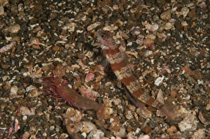 Striated goby and blind shrimp, North Sulawesi Striated goby and blind shrimp, North Sulawesi