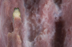Striped blenny on a pink sponge, Papua New Guinea Striped blenny on a pink sponge, Papua New Guinea