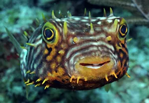 Sea Life Collection: Striped Burrfish on caribbean reef