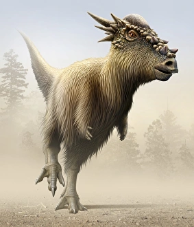 Stygimoloch, a genus of pachycephalosaurid from the Cretaceous period Stygimoloch, a genus of pachycephalosaurid from the Cretaceous period