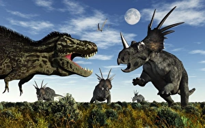 Styracosaurus dinosaurs confront a Tyrannosaurus Rex Styracosaurus dinosaurs confront a Tyrannosaurus Rex