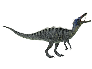 Suchomimus, a large dinosaur from the Cretaceous Period Suchomimus, a large dinosaur from the Cretaceous Period