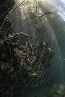 Sunlight descends underwater and over a set of whip corals Sunlight descends underwater and over a set of whip corals