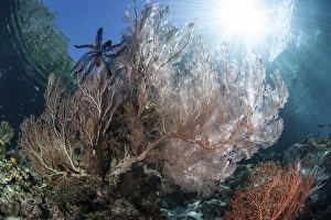 Sunlight illuminates a large gorgonian growing on a reef in Raja Ampat Sunlight illuminates a large gorgonian growing on a reef in Raja Ampat