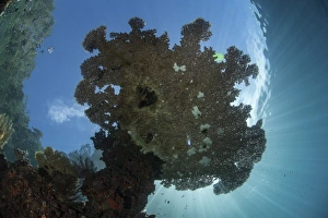 Sunlight silhouettes a table coral in Raja Ampat, Indonesia Sunlight silhouettes a table coral in Raja Ampat, Indonesia