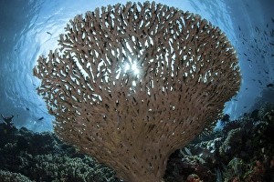 Sunlight sparkles through a table coral in Indonesia Sunlight sparkles through a table coral in Indonesia