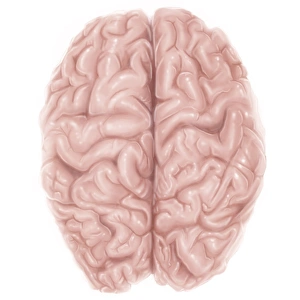 <b class=qtipBold><figcaption>Superior view of human brain</figcaption></b><br>Superior view of human brain.<br><em>© Alan Gesek/Stocktrek Images</em> Superior view of human brain