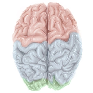 Superior view of human brain with colored lobes Superior view of human brain with colored lobes