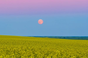 The supermoon rising above a canola field in southern Alberta, Canada The supermoon rising above a canola field in southern Alberta, Canada