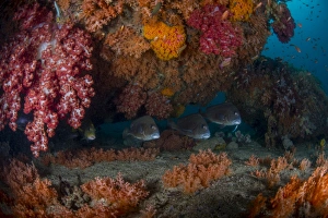 Sweetlip fish hiding underneath clumps of colorful soft coral, Indonesia Sweetlip fish hiding underneath clumps of colorful soft coral, Indonesia
