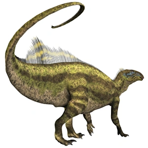Prehistoric Pantheon: An Overview of Dinosaur Names from Different Time Periods - Tenontosaurus