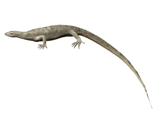 Thadeosaurus colcanapi, Late Permian of Madagascar Thadeosaurus colcanapi, Late Permian of Madagascar