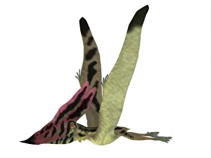 <b class=qtipBold><figcaption>Thalassodromeus pterosaur side view</figcaption></b><br>Thalassodromeus pterosaur side view. Thalassodromeus was a carnivorous pterosaur that lived in Brazil during the Cretaceous Period.<br><em>© Corey Ford/Stocktrek Images</em> Thalassodromeus pterosaur side view