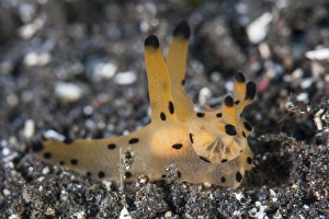 A Thecacera nudibranch crawls across the seafloor A Thecacera nudibranch crawls across the seafloor