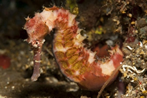 Thorny seahorse, side view, red and pink with yellow markings, Bali Thorny seahorse, side view, red and pink with yellow markings, Bali