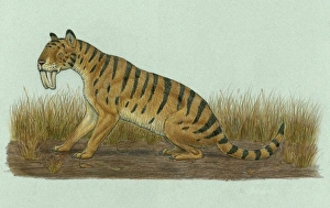 Thylacosmilus atrox, a genus of sabre-toothed predator Thylacosmilus atrox, a genus of sabre-toothed predator