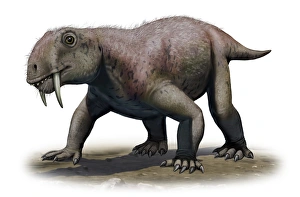 A Tiarajudens eccentricus from the Paleozoic era A Tiarajudens eccentricus from the Paleozoic era
