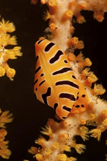 Tiger cowrie on yellow sea fan, Bali, Indonesia Tiger cowrie on yellow sea fan, Bali, Indonesia