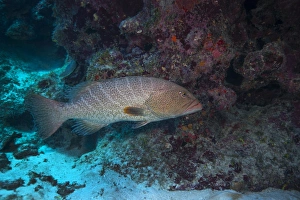 Tiger grouper swimming along the bottom of a cavern Tiger grouper swimming along the bottom of a cavern
