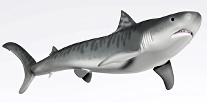 <b class=qtipBold><figcaption>Tiger Shark Profile</figcaption></b><br>The tiger shark is a very large macropredator that can reach a length of 5 meters or 16 feet.<br><em>© Corey Ford/Stocktrek Images</em> Tiger Shark Profile