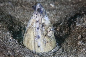 A tiny cleaner shrimp removes parasites from a Black-finned snake eel A tiny cleaner shrimp removes parasites from a Black-finned snake eel