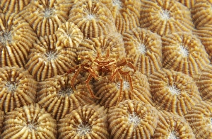 Tiny red and white crab on orange fire coral, North Sulawesi Tiny red and white crab on orange fire coral, North Sulawesi