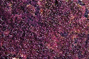 Tiny Sergeant Major Eggs, Bonaire, Caribbean Netherlands Tiny Sergeant Major Eggs, Bonaire, Caribbean Netherlands