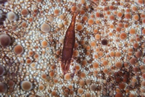 A tiny shrimp lives on a pin cushion sea star A tiny shrimp lives on a pin cushion sea star
