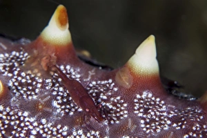 A tiny shrimp lives on a starfish in Lembeh Strait, Indonesia A tiny shrimp lives on a starfish in Lembeh Strait, Indonesia