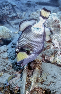 A titan triggerfish faces off with a small wrasse, Papua New Guinea A titan triggerfish faces off with a small wrasse, Papua New Guinea