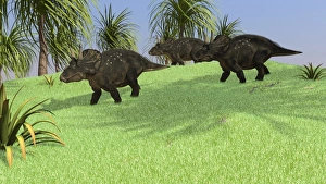 Three Triceratops walking across an open field Three Triceratops walking across an open field
