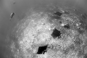 A trio of reef manta rays swimming above a reef top A trio of reef manta rays swimming above a reef top