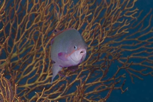 A tropical fish with gorgonian in background, Fiji A tropical fish with gorgonian in background, Fiji