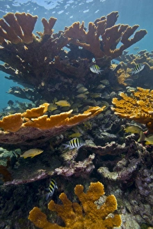 Tropical fish take refuge amongst Elkhorn Coral Tropical fish take refuge amongst Elkhorn Coral