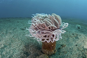 A tube anemone grows on a sandy seafloor in Indonesia A tube anemone grows on a sandy seafloor in Indonesia
