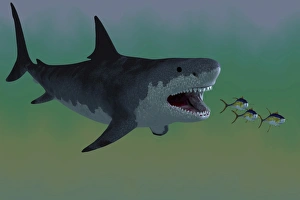 Several Tuna fish try to escape from a huge Megalodon shark Several Tuna fish try to escape from a huge Megalodon shark