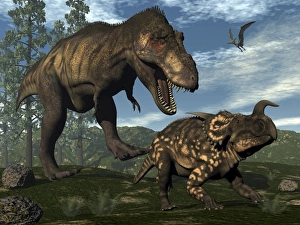 Tyrannosaurus rex attacking an Einiosaurus dinosaur Tyrannosaurus rex attacking an Einiosaurus dinosaur